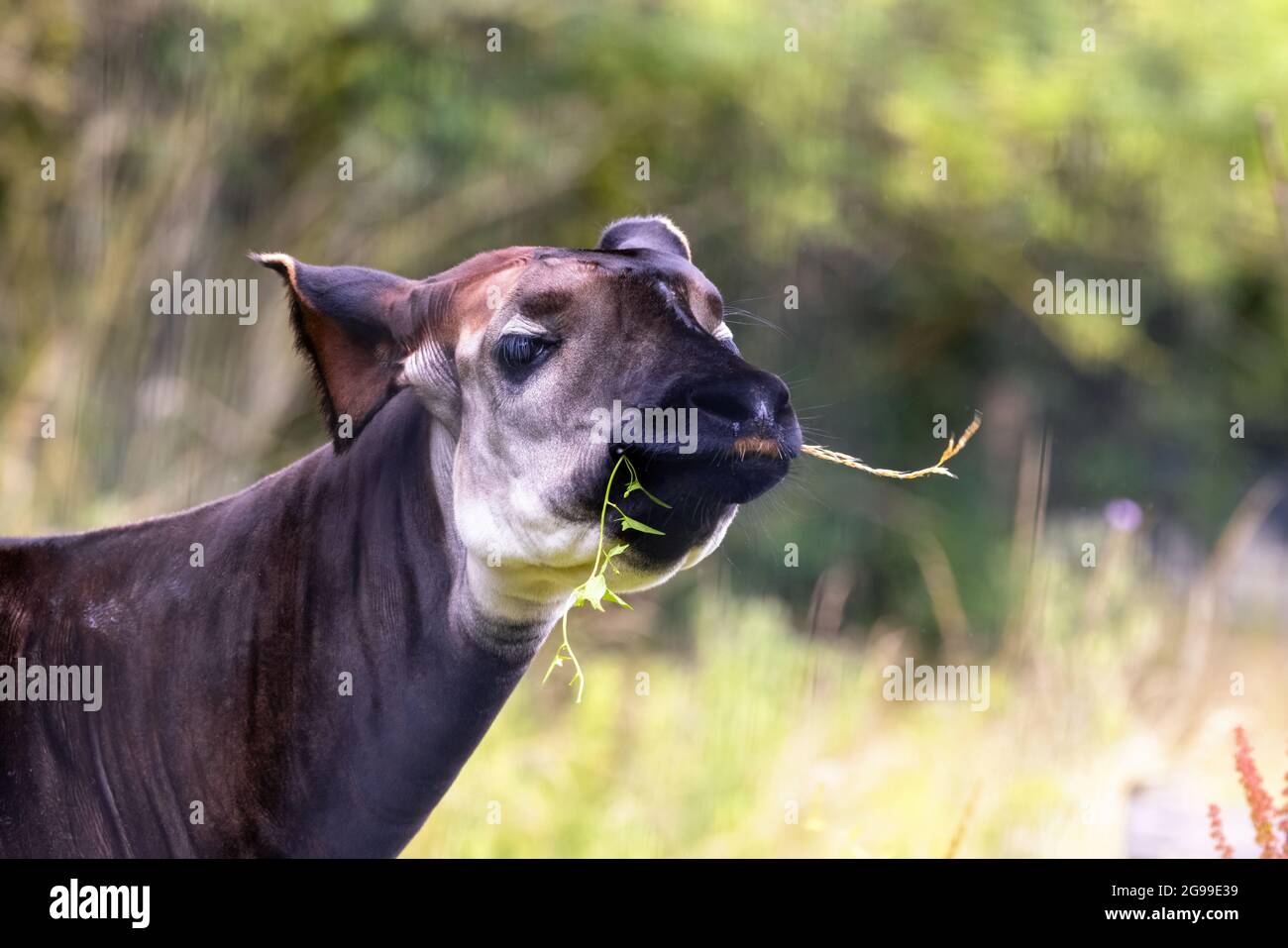 Okapi adulte, okapia johnstoni, également connu sous le nom de girafe forestière, girafe congolaise, ou girafe zébrée, paissant sur un feuillage luxuriant. Cette espèce est en fin de gamme Banque D'Images