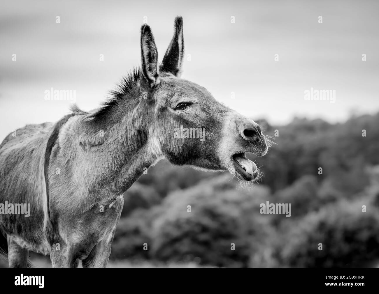 Mignon âne, appel, portrait en noir et blanc, extérieur sur le terrain. Banque D'Images