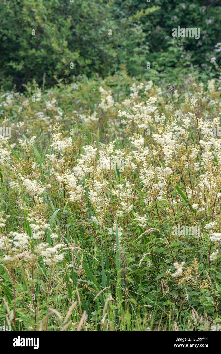 Meadowsweet / Filipendula ulmaria fleurs croissant dans les prairies humides. Plante médicinale utilisée en phytothérapie et remèdes à base de plantes propriétés analgésiques. Banque D'Images