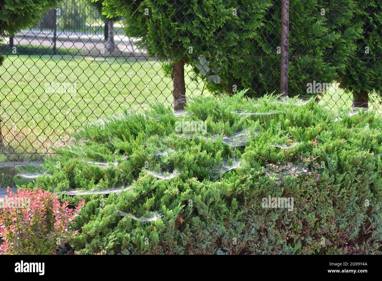 Toile d'araignée sur un conifères dans le centre-ville. Été. Banque D'Images