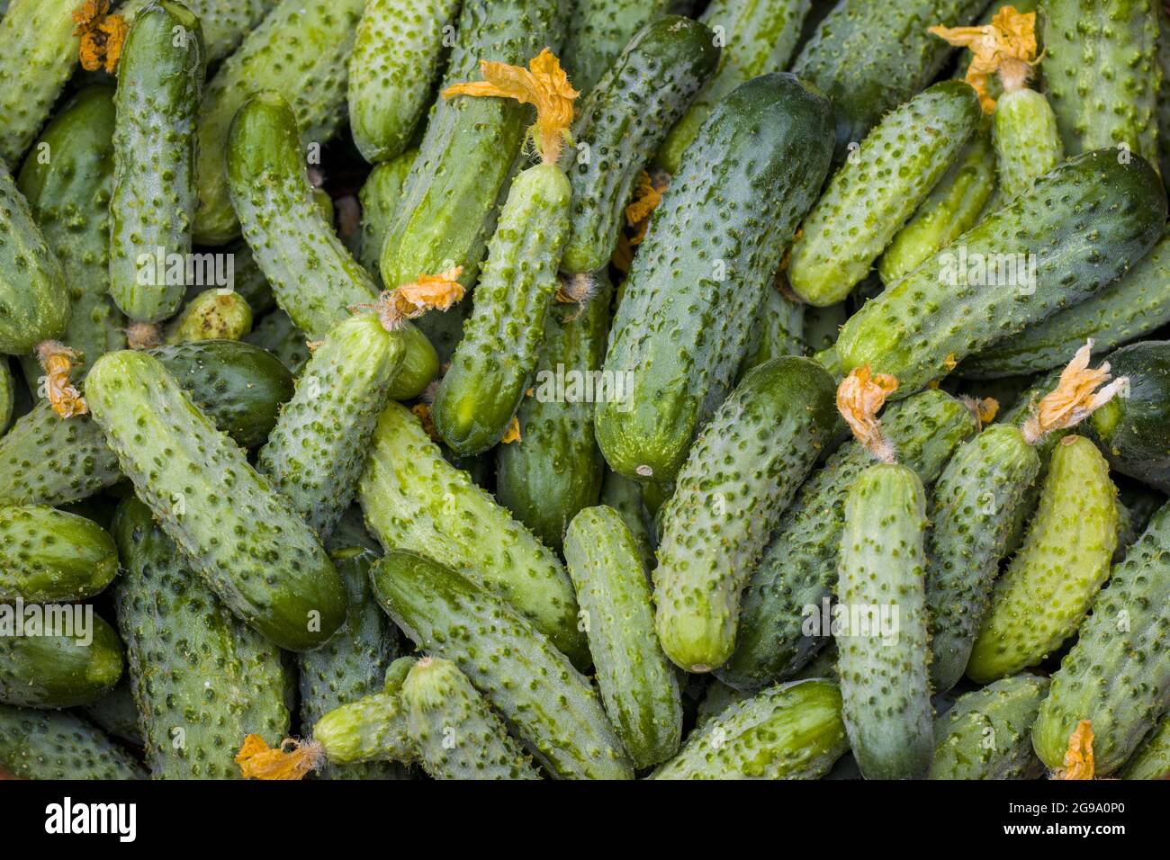 Concombres avec fond de fleurs séchées. Petit grand cornichon frais sur toile de fond. Une alimentation saine et verte Banque D'Images