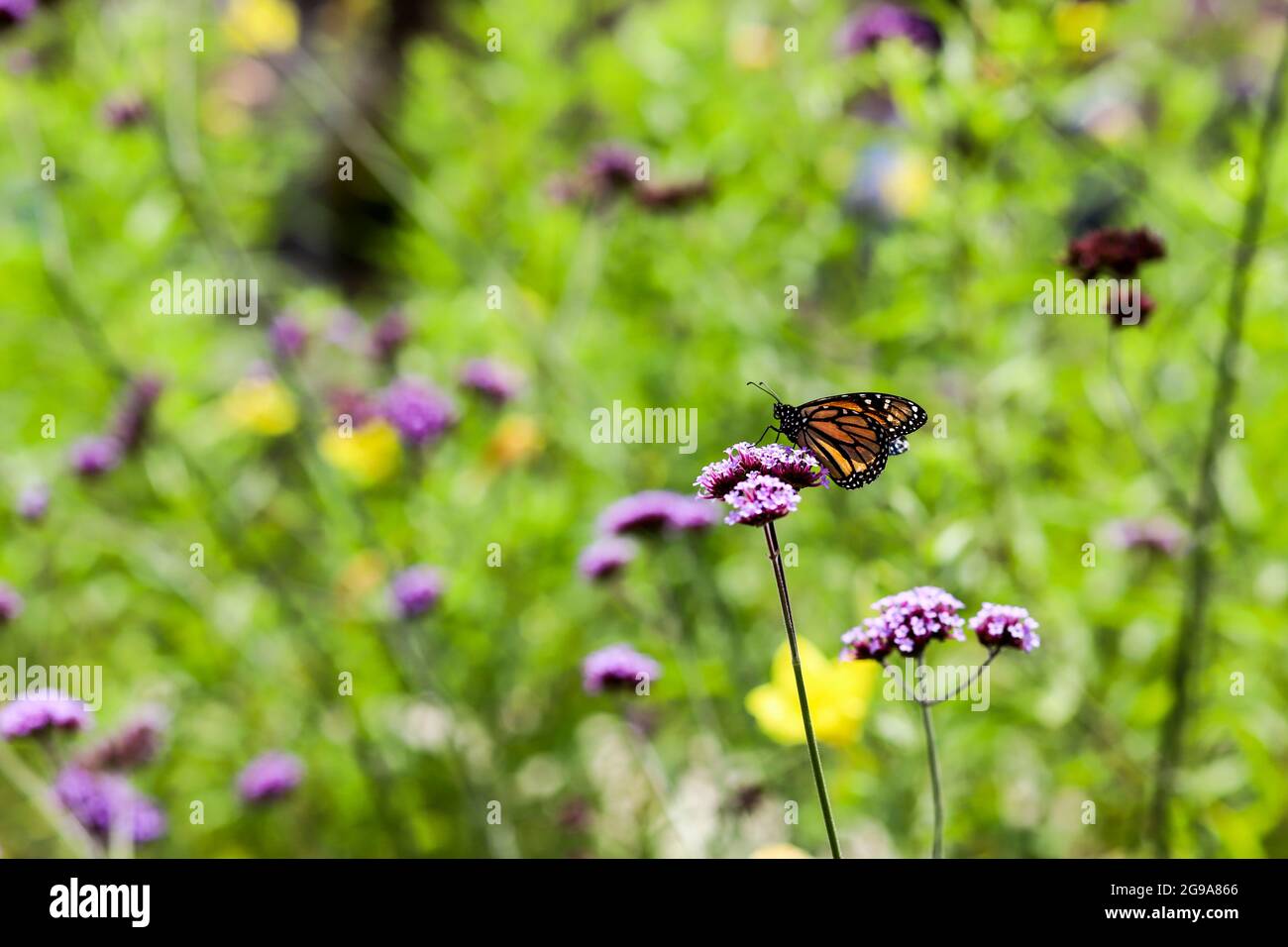 Un Monarch Butterfly sur un Purpetop Verbain Banque D'Images