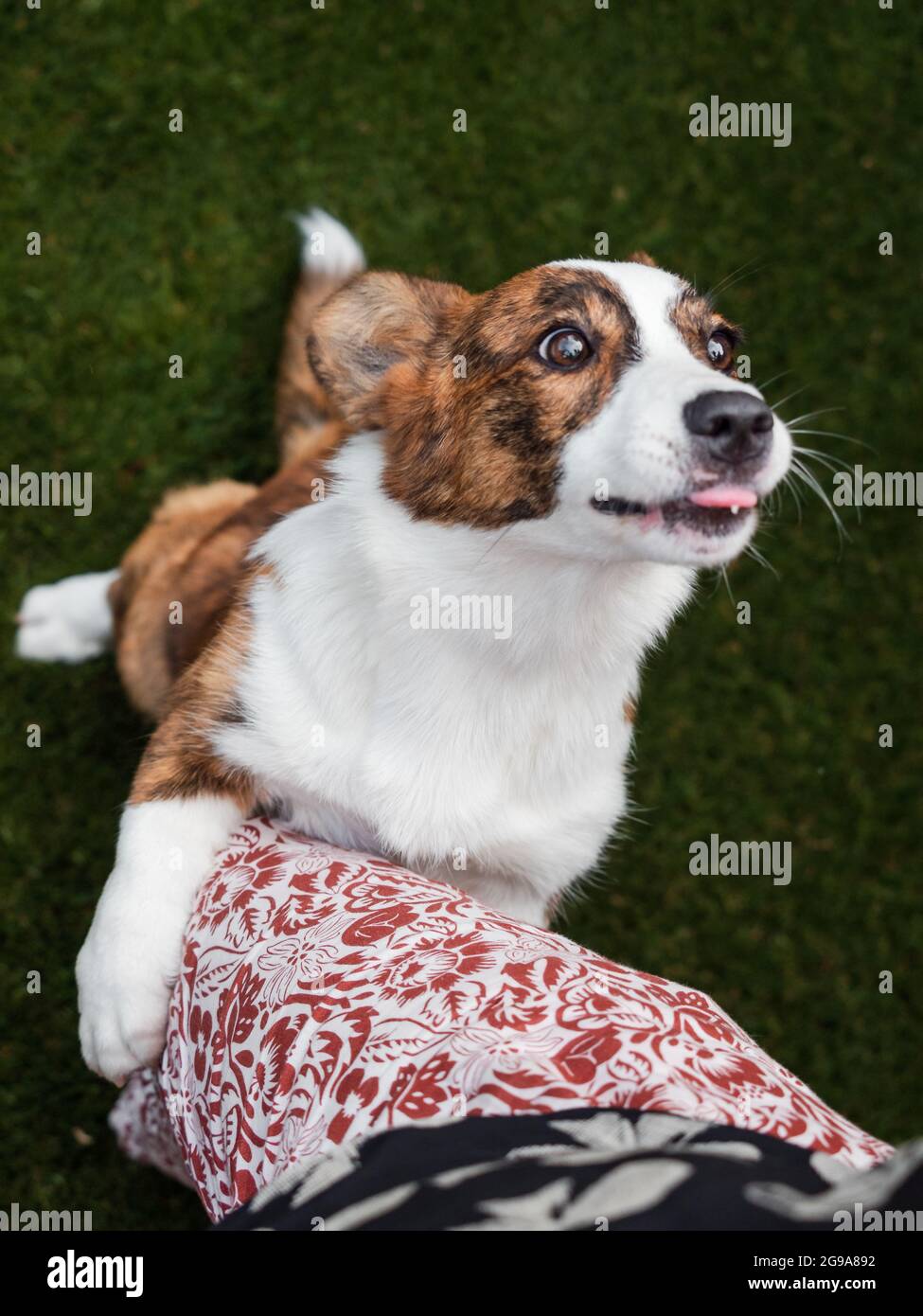 Beau corgi de couleur bringée posant et faisant des visages, animaux de compagnie Banque D'Images