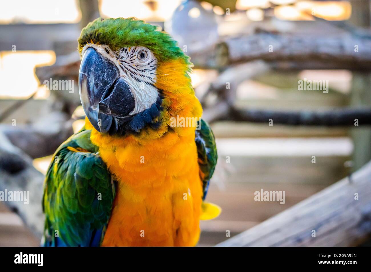 Un portrait d'un grand perroquet d'Amérique du Sud assis sur un morceau de bois à Gatorland Banque D'Images