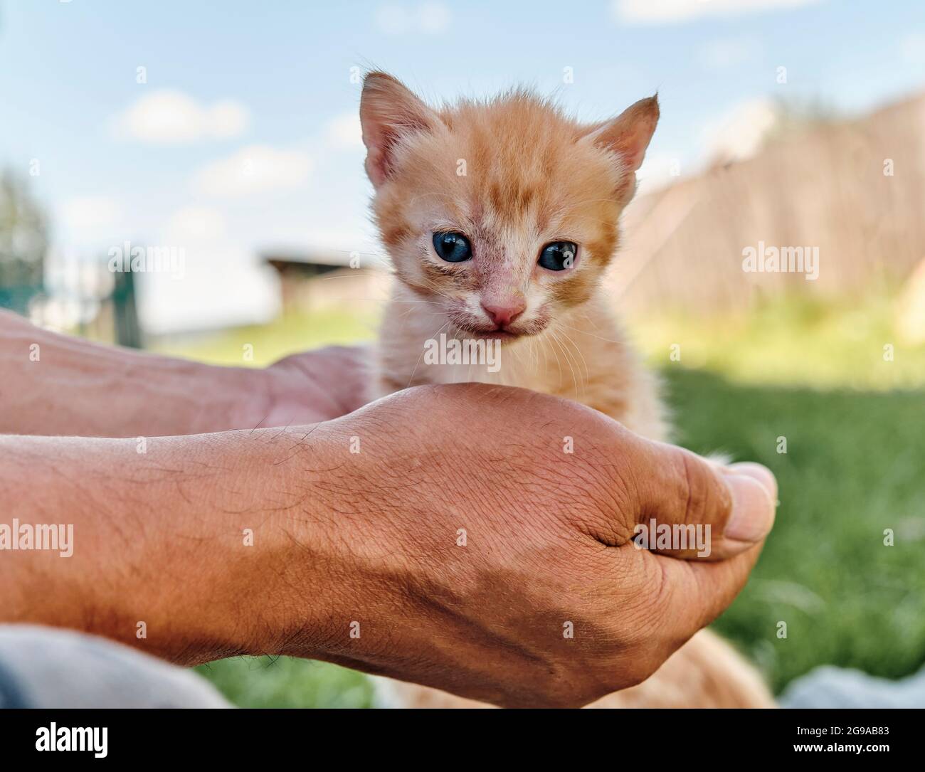 Petit Chat Nain De Gingembre Skinny Effraye Dans Les Mains De L Homme Mature Photo Stock Alamy