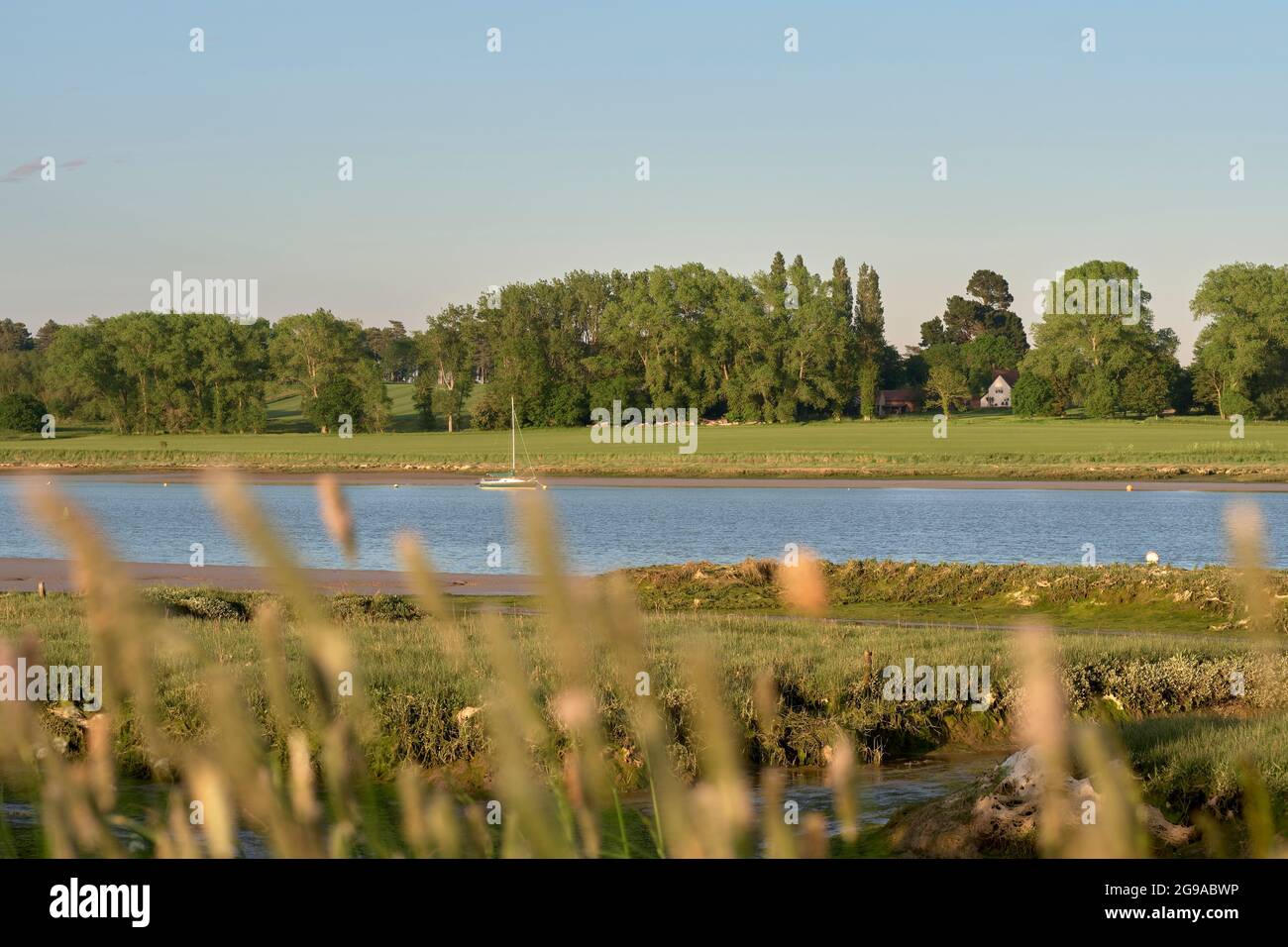 Vue à travers les sommets des roseaux à travers la rivière Deben, Suffolk, East Anglia, Royaume-Uni. Banque D'Images