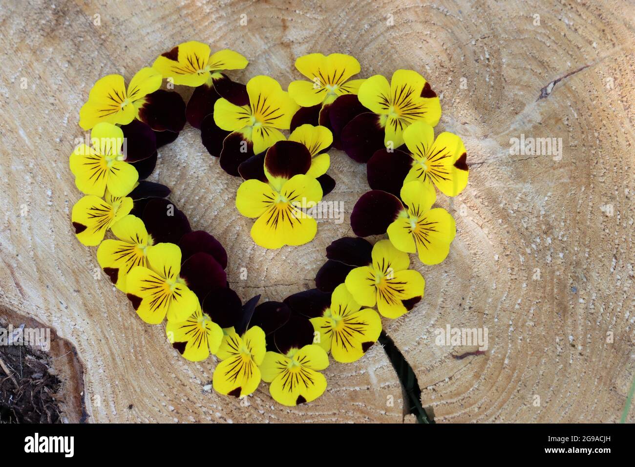 gelb-rote Hornveilchen liegen in Herzform auf einer Baumscheibe Banque D'Images