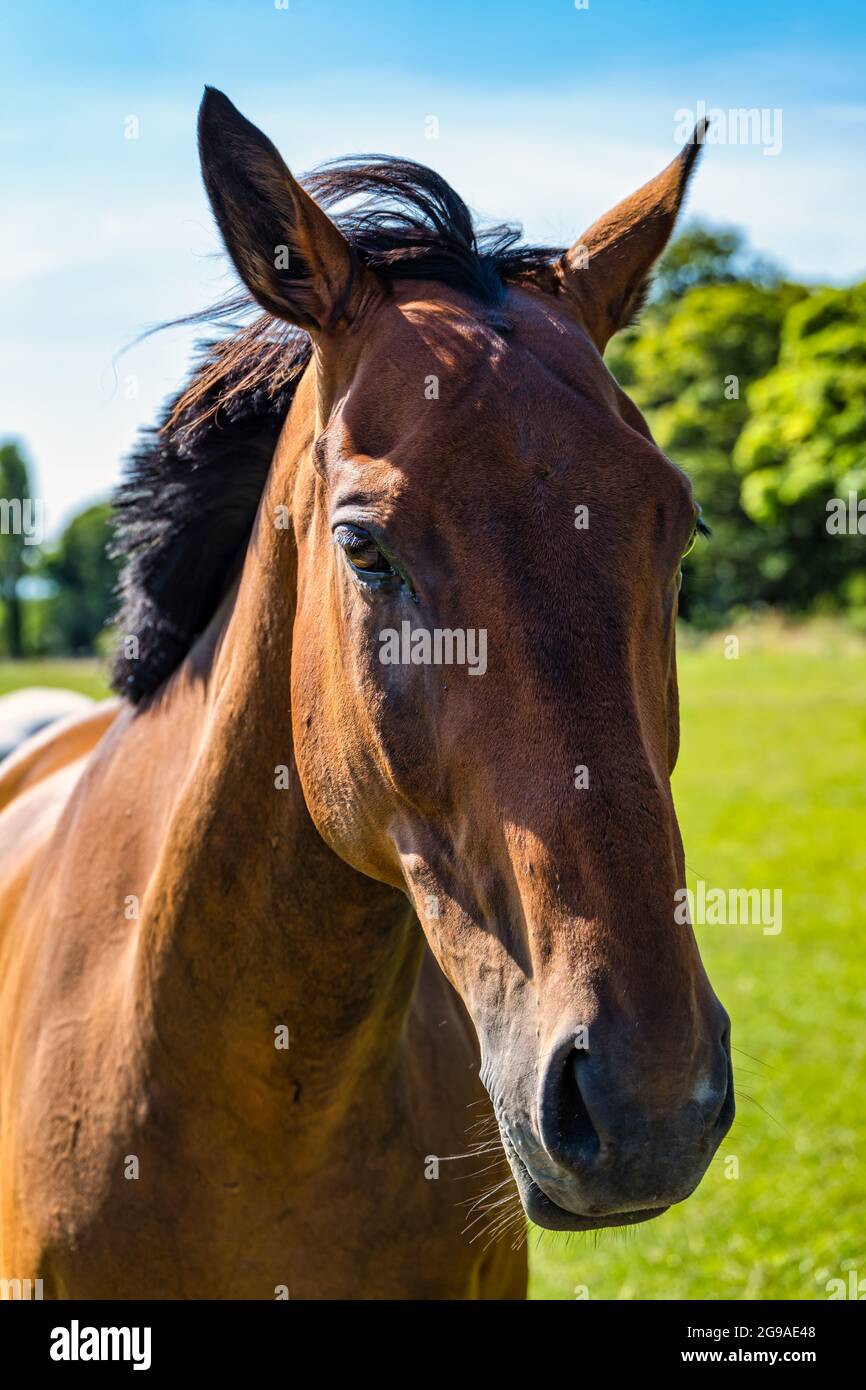 Gros plan de la tête d'un seul cheval brun au soleil, Écosse, Royaume-Uni Banque D'Images