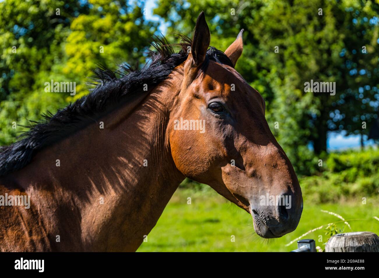 Gros plan de la tête d'un seul cheval brun au soleil, Écosse, Royaume-Uni Banque D'Images
