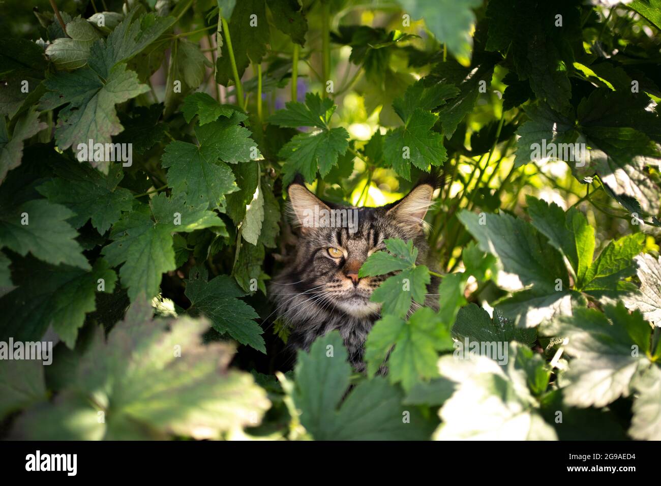 tabby maine coon chat se cachant ou se reposant sous le bush vert à l'extérieur dans le jardin observant la région Banque D'Images