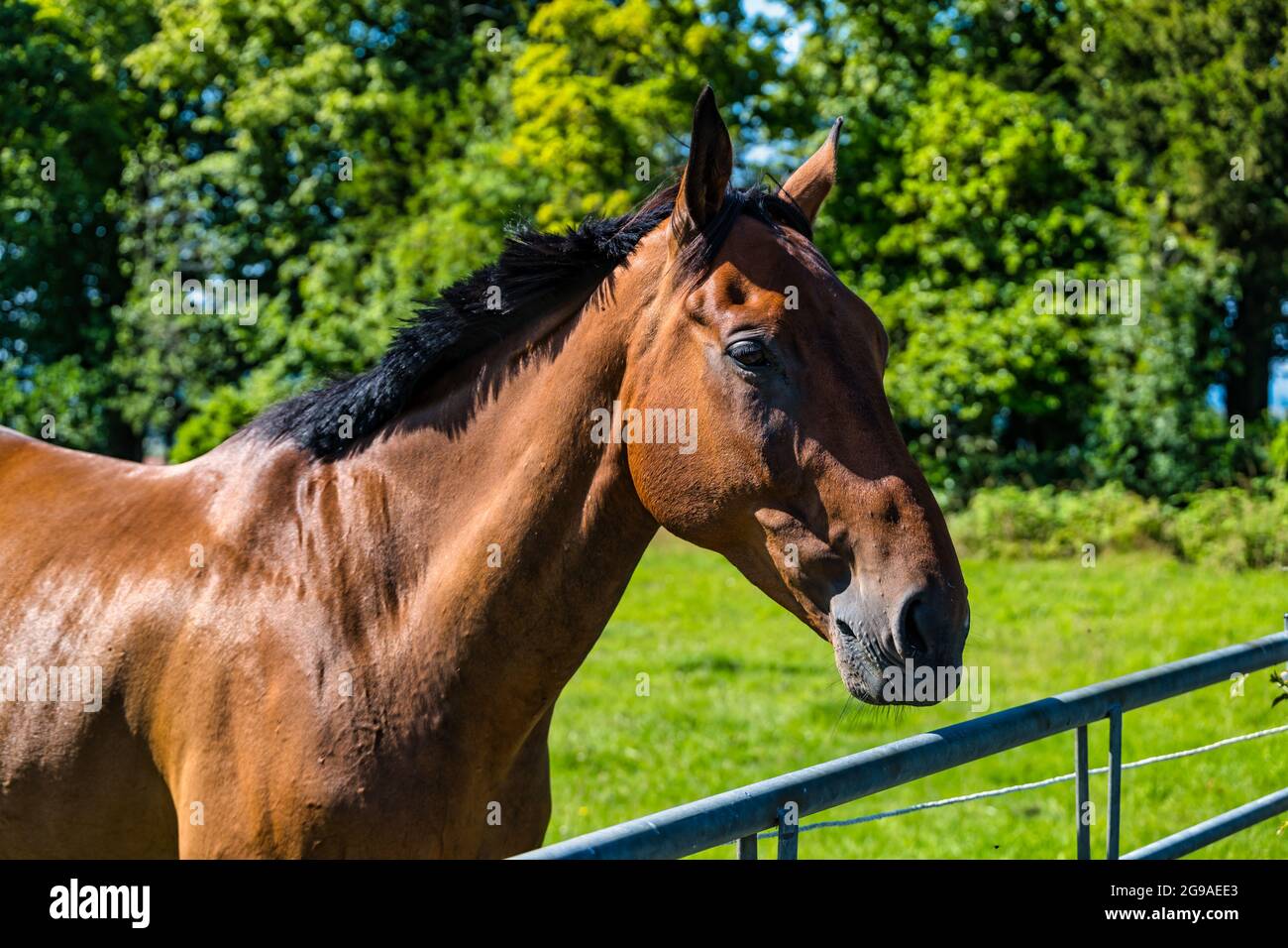 Gros plan de la tête d'un seul cheval brun au soleil, Écosse, Royaume-Uni Banque D'Images
