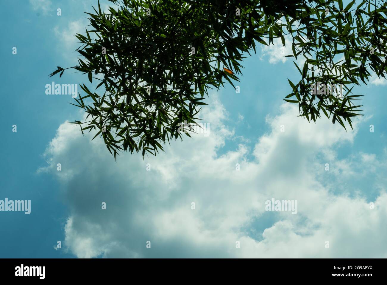 Feuilles de bambou vert au-dessus des nuages blancs dans le ciel bleu clair et foncé Banque D'Images