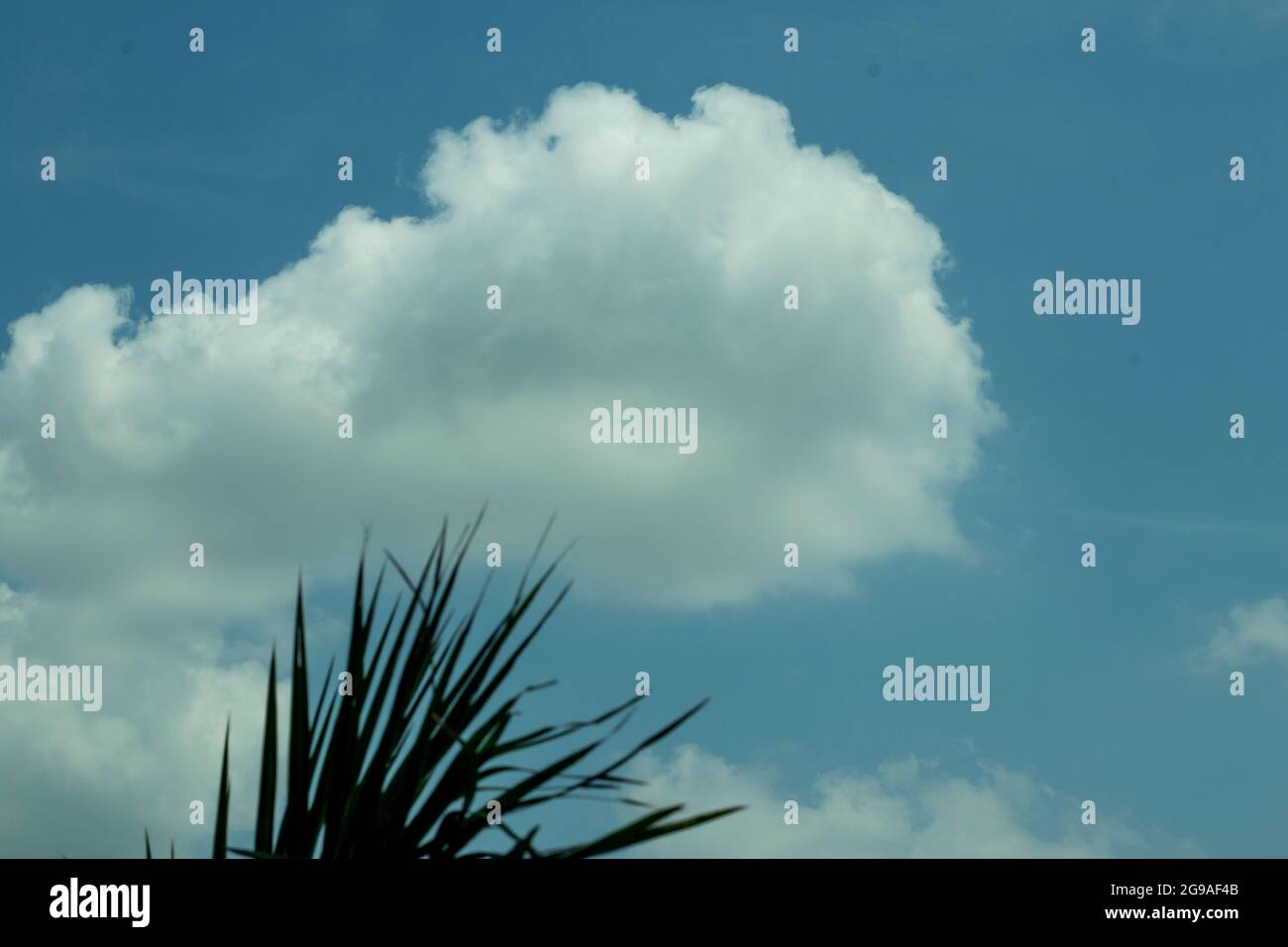 Le palmier laisse sur le ciel blanc bleu et c'est la merveilleuse création d'Allah Banque D'Images