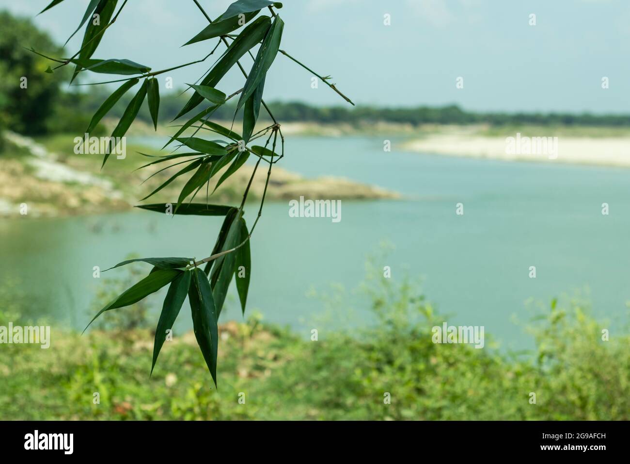 Il y a des feuilles de bambou accrochées sur la petite rivière Gorai à l'arrière et autour vert Banque D'Images