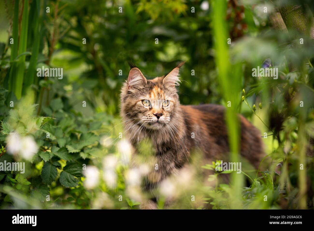 tortie maine coon chat à l'extérieur dans le jardin vert parmi les plantes observant la cour arrière Banque D'Images