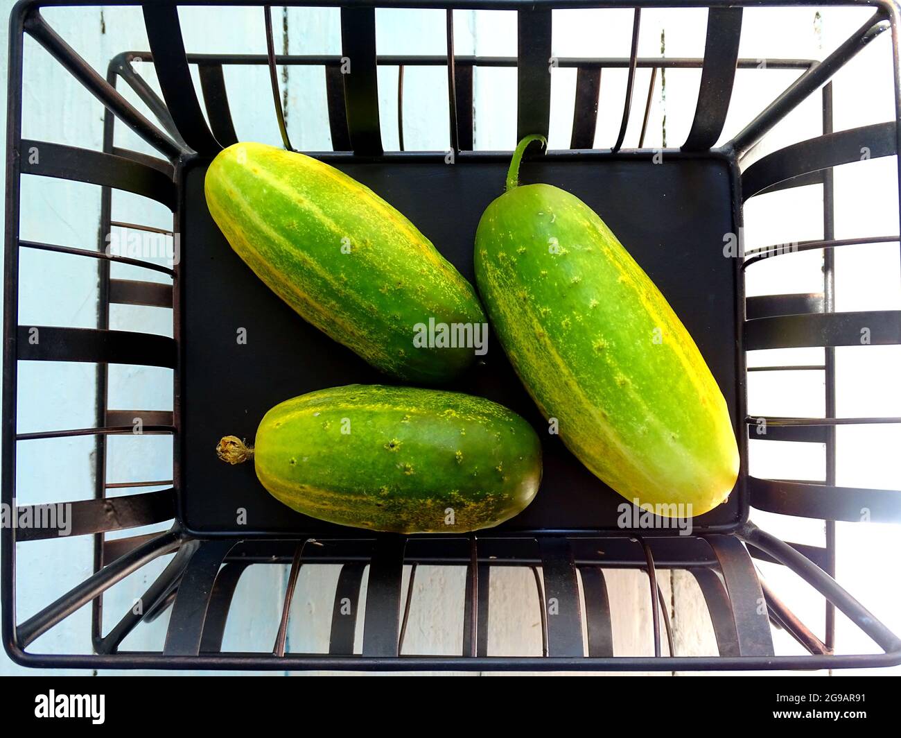 concombres trop mûrs sur un support en métal noir Banque D'Images
