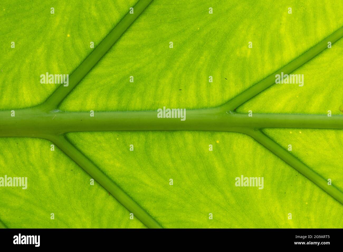 Grand fond de structure de feuilles vertes (tropical) Banque D'Images