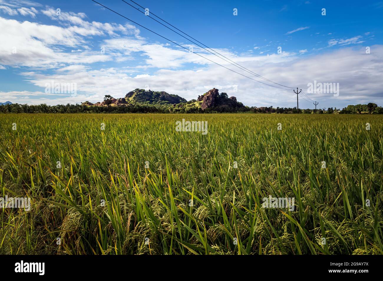 Magnifique paysage en pleine croissance Paddy rizière avec montagne et ciel bleu en arrière-plan dans NAGERCOIL. Tamil Nadu, Inde du Sud. Banque D'Images