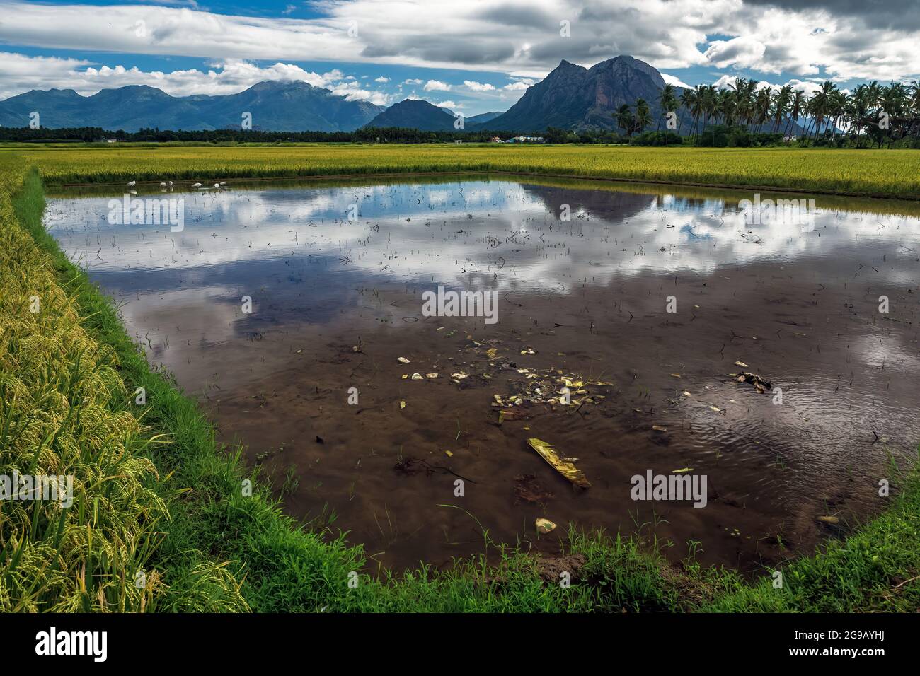 Magnifique paysage en pleine croissance Paddy rizière avec montagne et ciel bleu en arrière-plan dans NAGERCOIL. Tamil Nadu, Inde du Sud. Banque D'Images