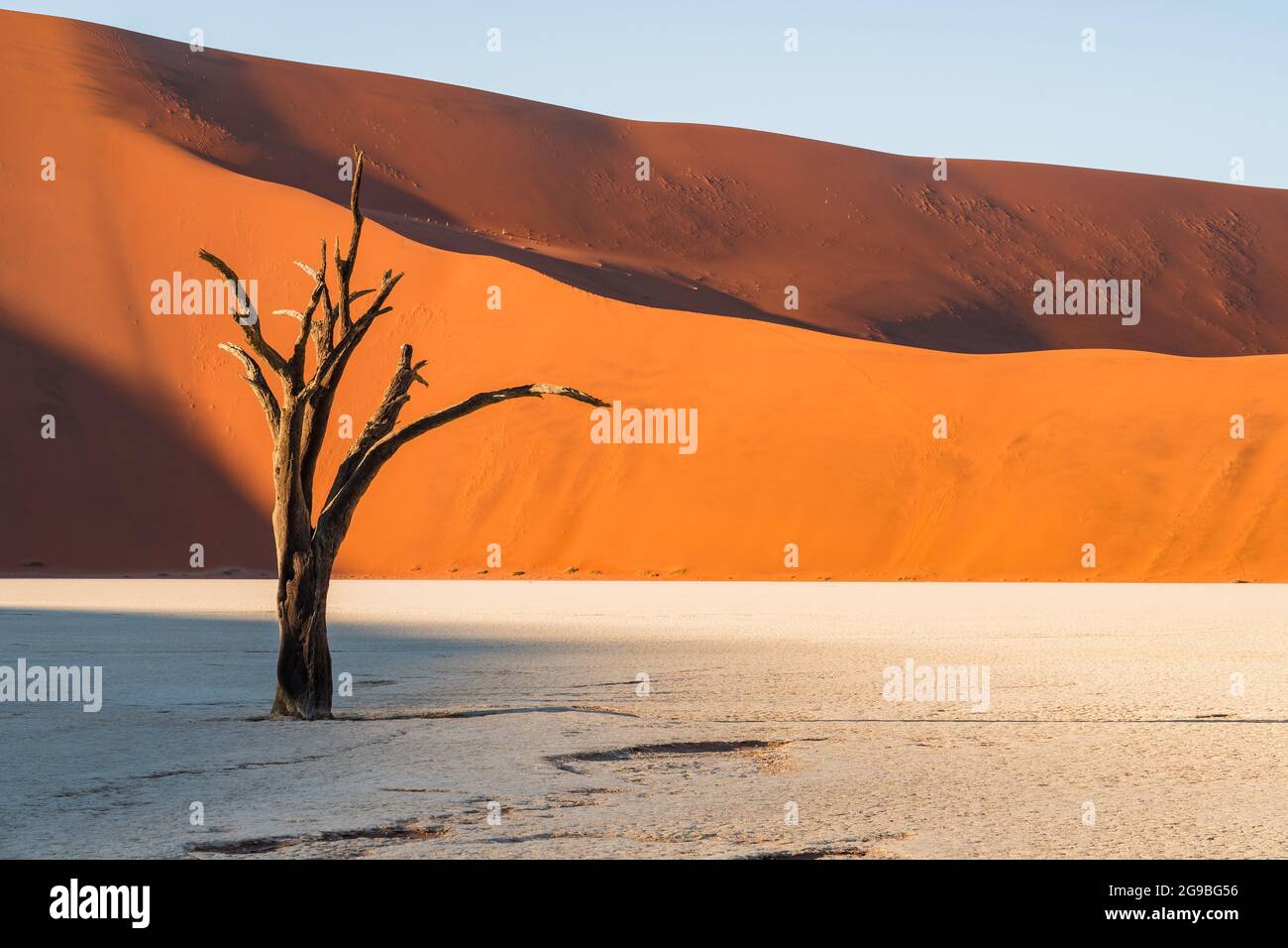 Arbre camelthorn mort contre de gigantesques dunes de sable à Deadvlei dans le parc national Namib-Naukluft, Namibie, Afrique. Banque D'Images