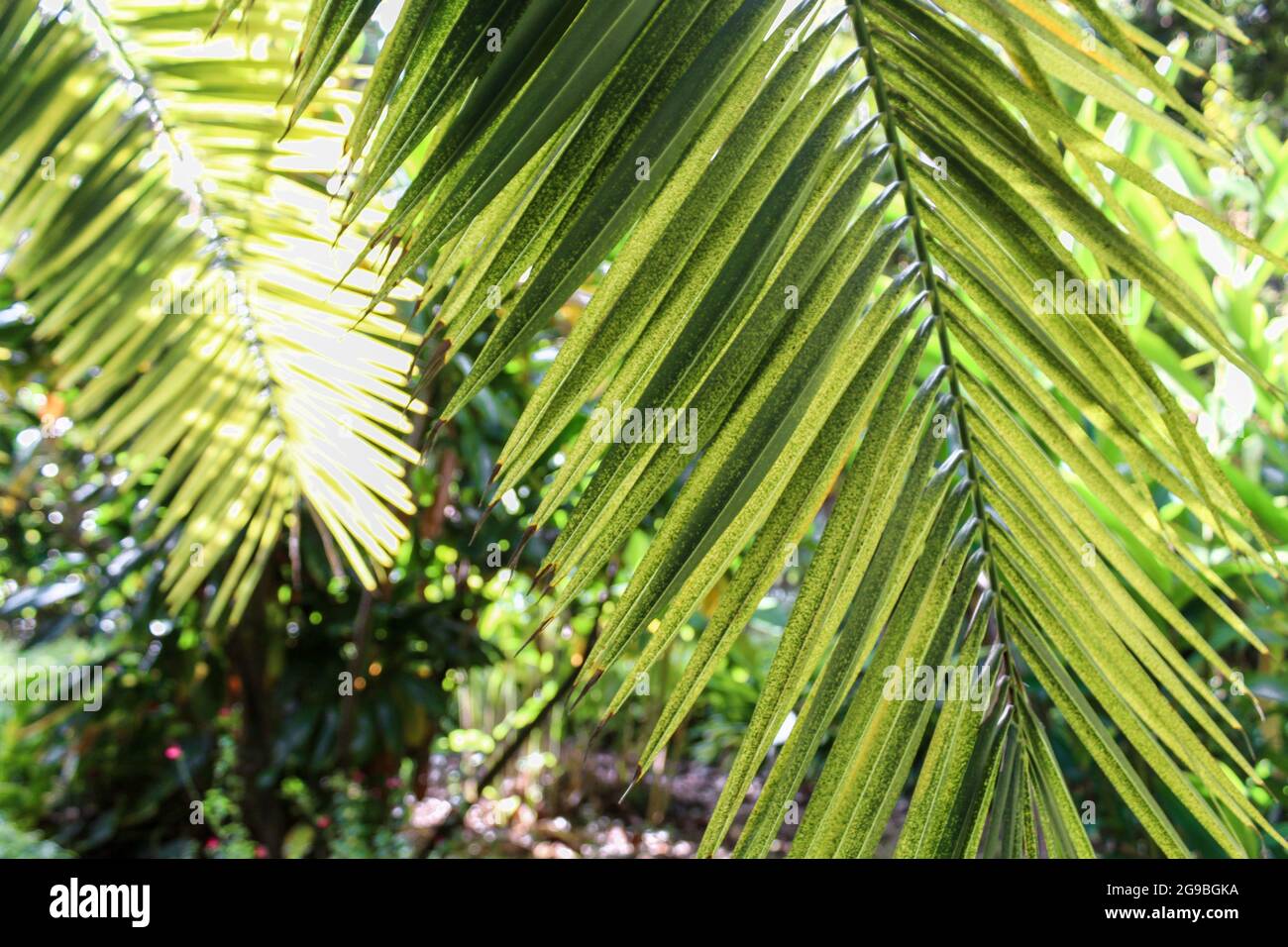 Fond vert et frais de paume. Branches de palmier pendant vers le bas formant une verrière de feuilles. Banque D'Images