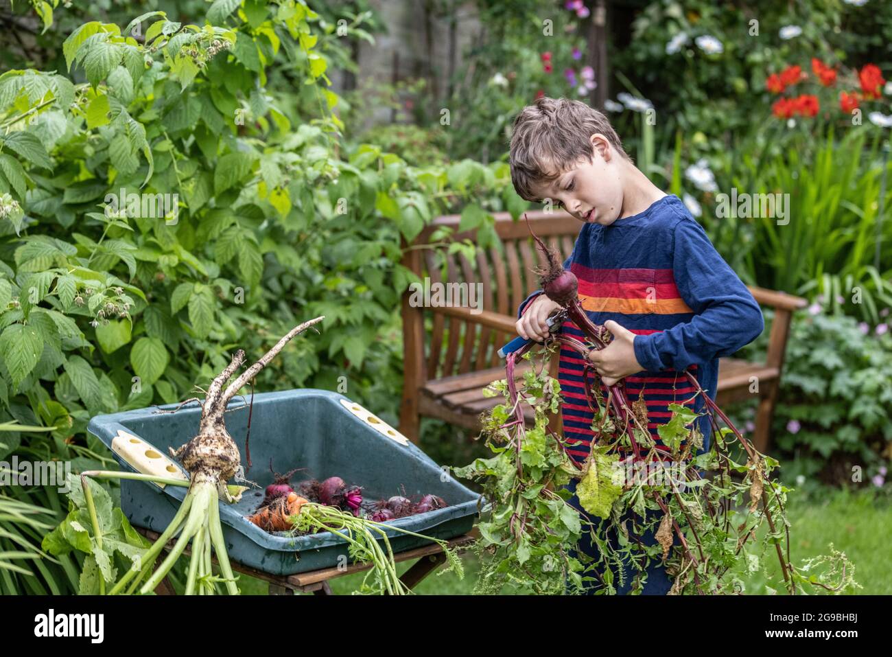 Jardinier âgé de 7 ans, aide à couper et à transporter les légumes récoltés d'un lotissement dans le sud-ouest de Londres, en Angleterre, au Royaume-Uni Banque D'Images