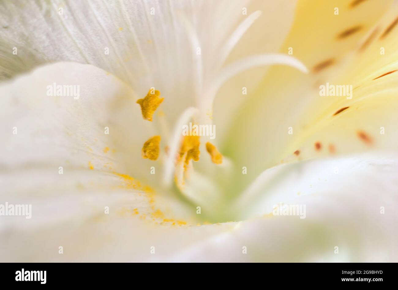 Lilium candidum, la Madonna lys fleur extrême macro gros plan montrant le motif coloré au centre avec des graines, ombre jaune et des points. La beauté dans la nature Banque D'Images