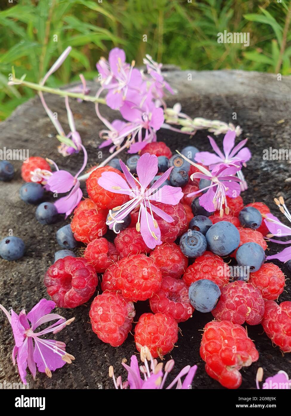 Pétales de framboises et de bleuets et de fleurs de thé Banque D'Images