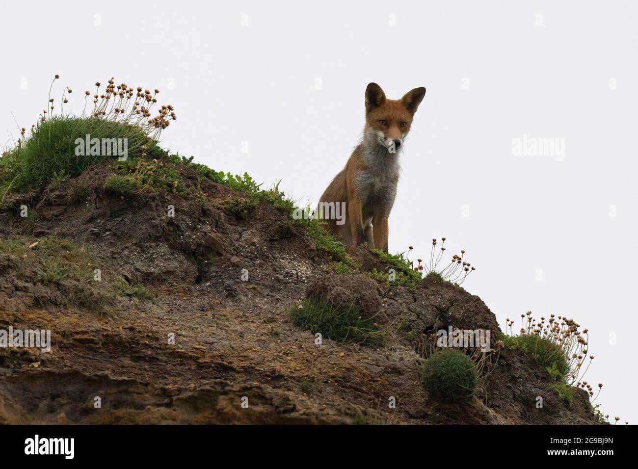 Fox-Vulpes rouge Vulpes. Uk Banque D'Images