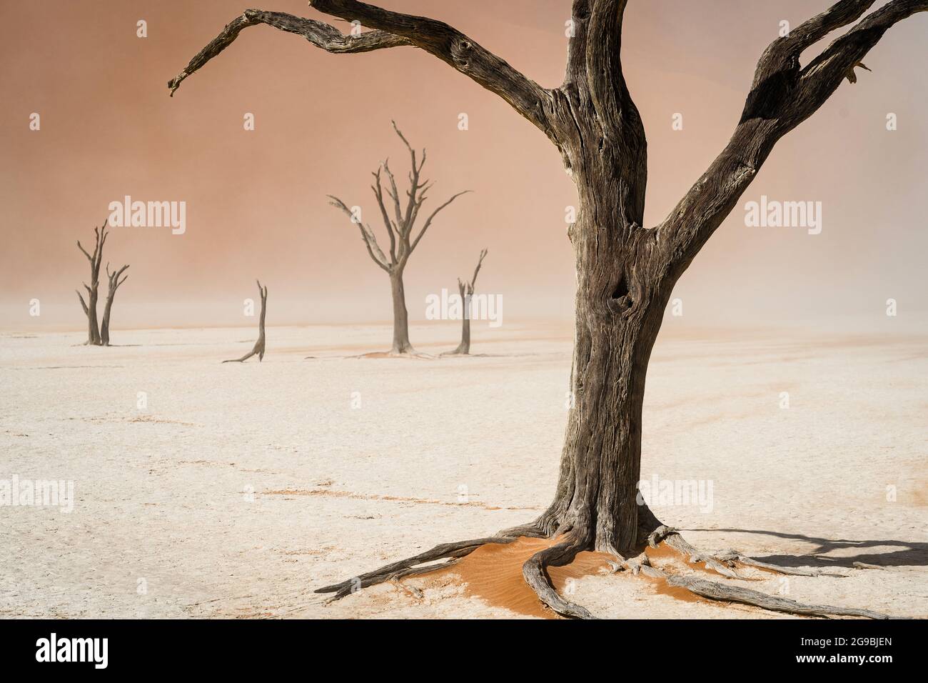 Arbres camelthorn morts à Deadvlei dans le désert du Namib, parc national Namib-Naukluft, Namibie, Afrique. Banque D'Images