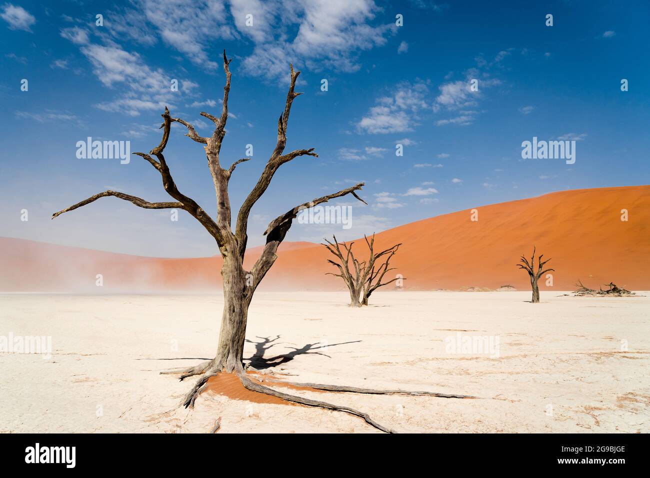 Arbres camelthorn morts à Deadvlei dans le désert du Namib, parc national Namib-Naukluft, Namibie, Afrique. Banque D'Images