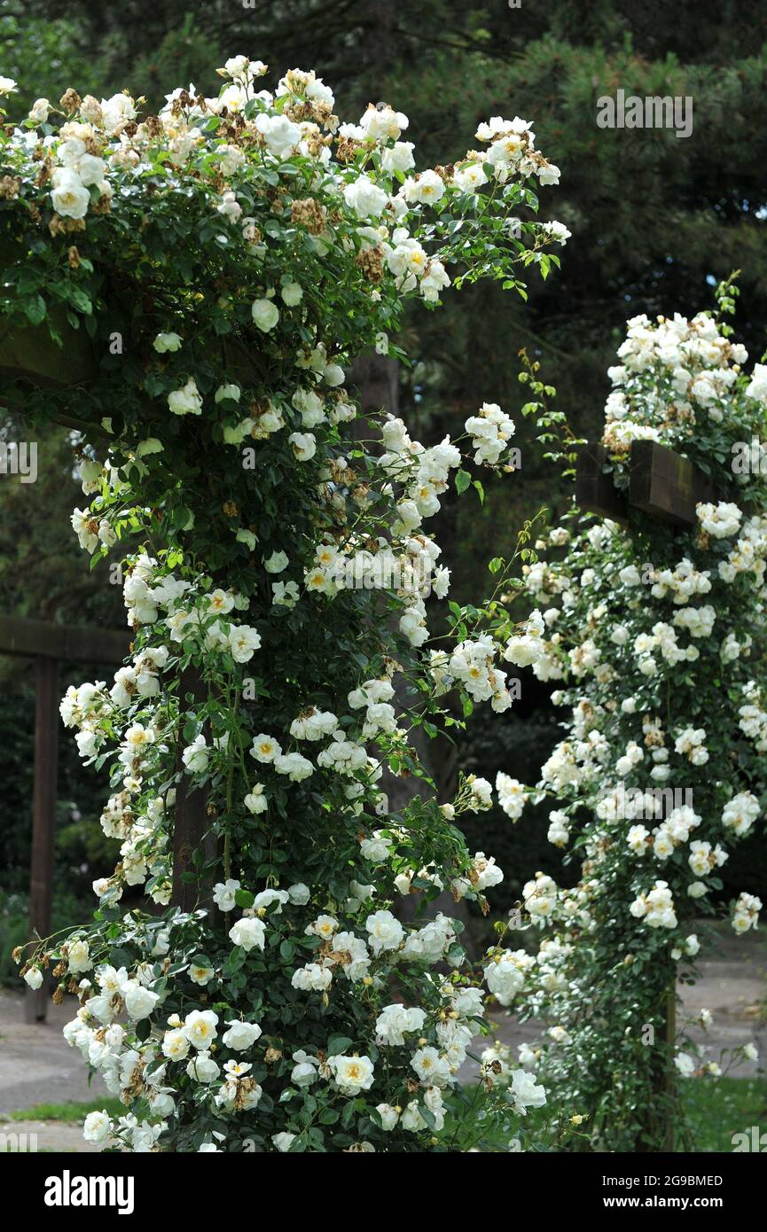 Rose Climber jaune à grandes fleurs (Rosa) la ville de York fleurit dans un jardin en juin Banque D'Images