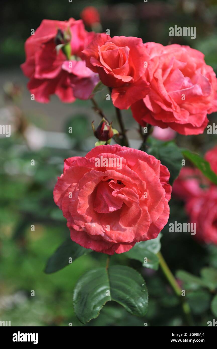 Rose grimpante orange-rouge à grandes fleurs (Rosa) Danny Boy fleurit dans un jardin en juin Banque D'Images