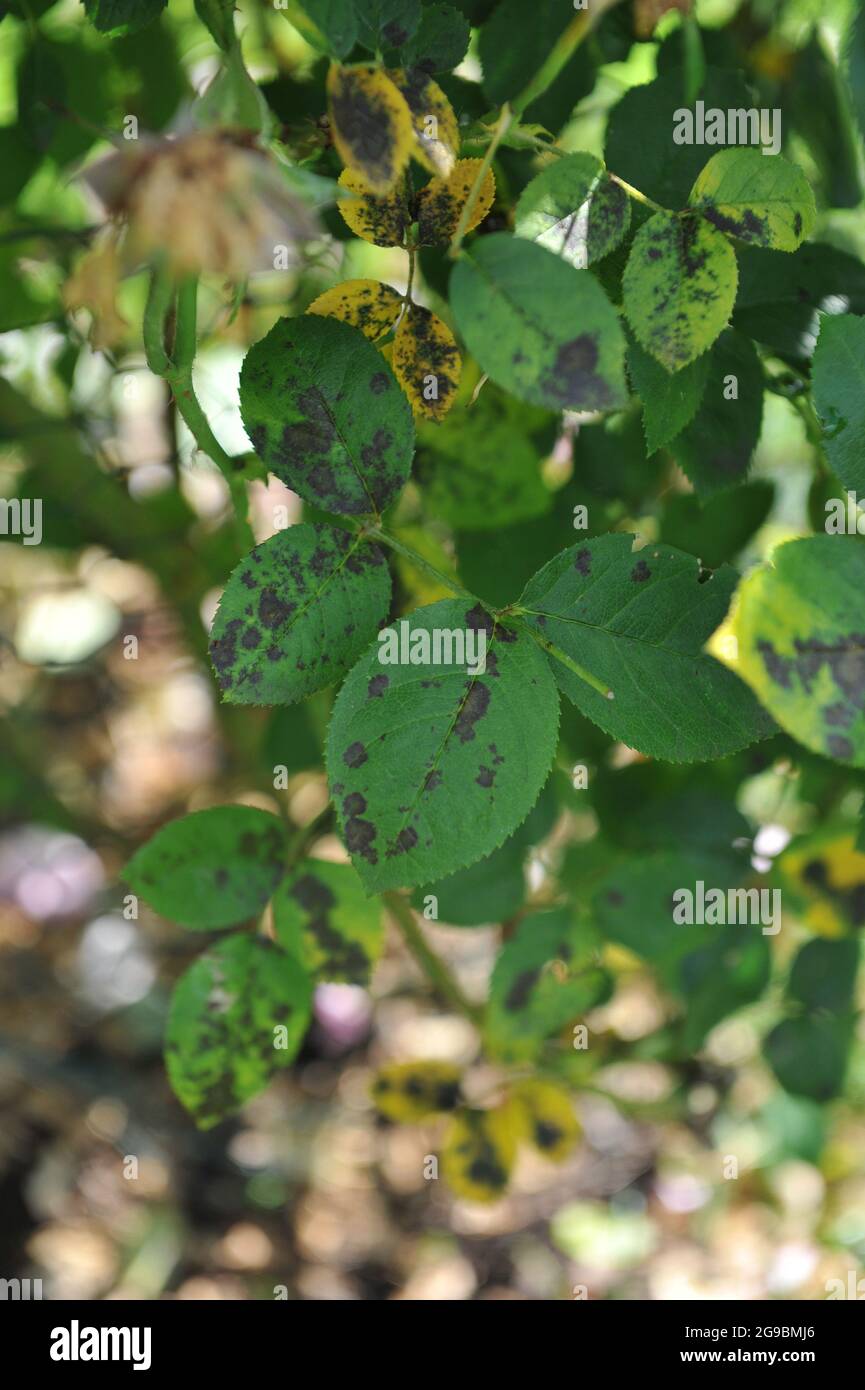 Maladie de tache noire (Diplocarpon rosae) sur les feuilles d'une rose grimpante (Rosa) Danny Boy dans un jardin en juin Banque D'Images Maladie de tache noire (Diplocarpon rosae) sur les feuilles d'une rose grimpante (Rosa) Danny Boy dans un jardin en juin Banque D'Images