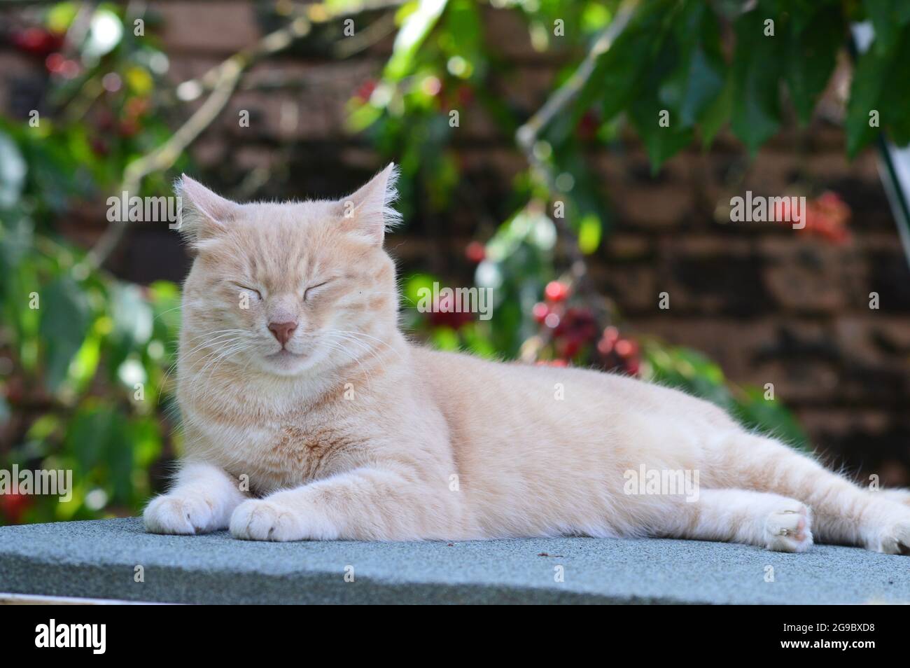 Joli chat de couleur crème se nappant dehors au soleil Banque D'Images