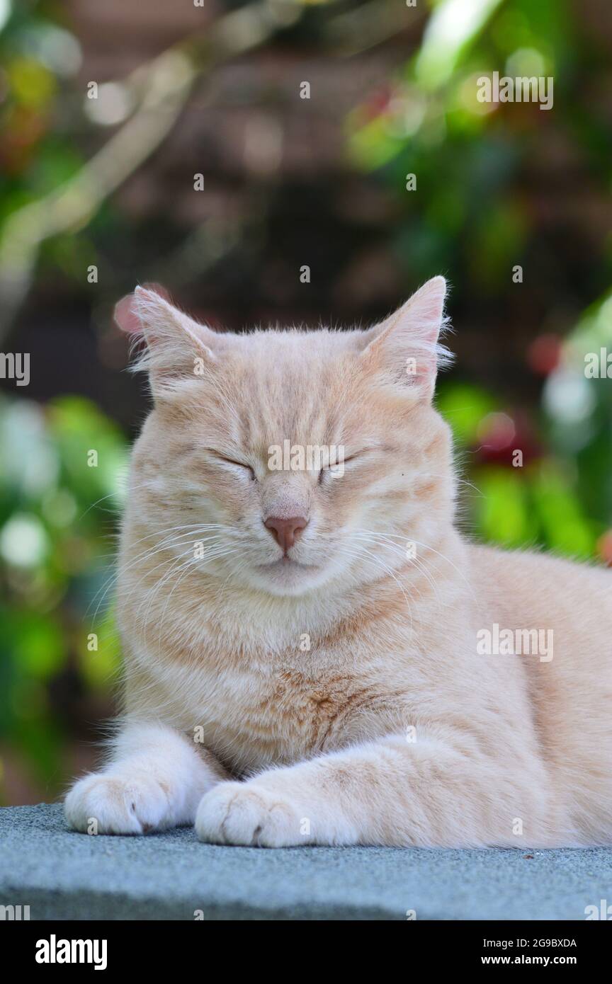Joli chat de couleur crème se nappant dehors au soleil Banque D'Images