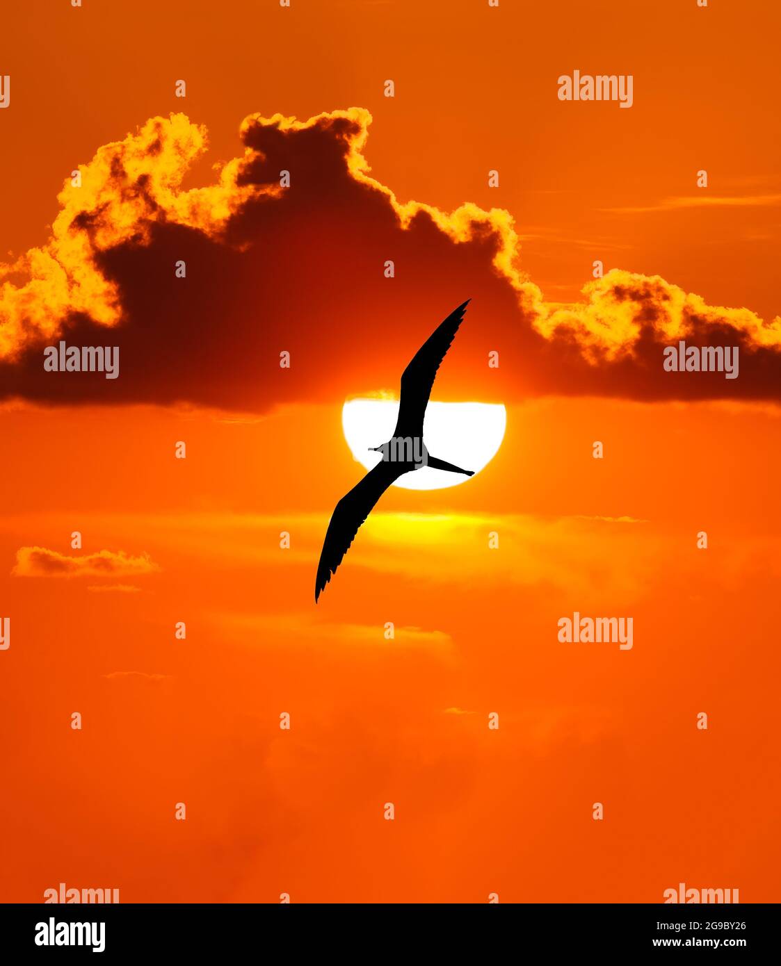 Une silhouette d'oiseau passe devant le soleil blanc éclatant avec des ailes entièrement étalées en format d'image verticale Banque D'Images