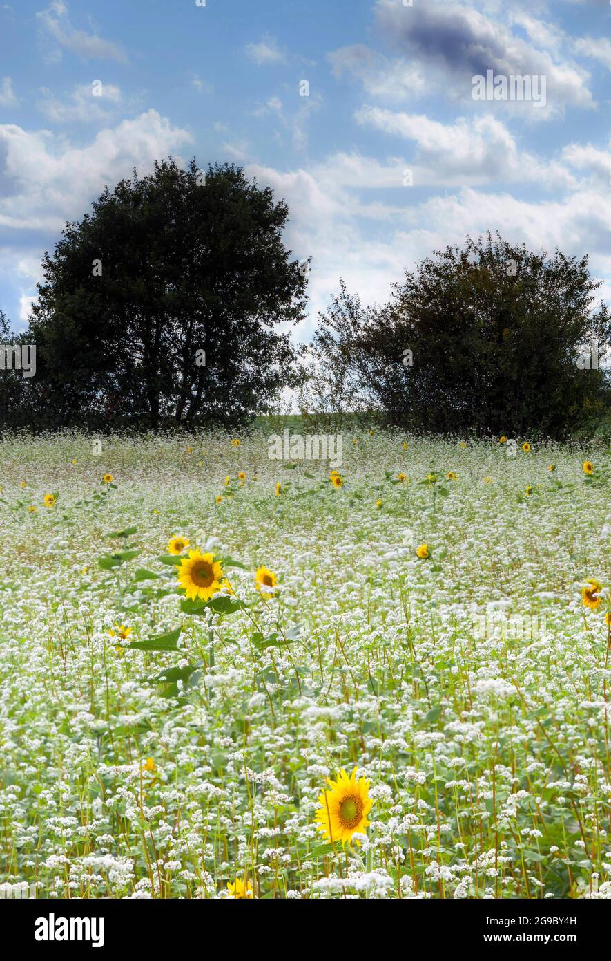 Les tournesols jaunes occasionnels, qui étaient la récolte de l'année dernière, s'élèvent au-dessus des fleurs blanches de la récolte actuelle de soja dans un champ dans le Gers, France. Banque D'Images
