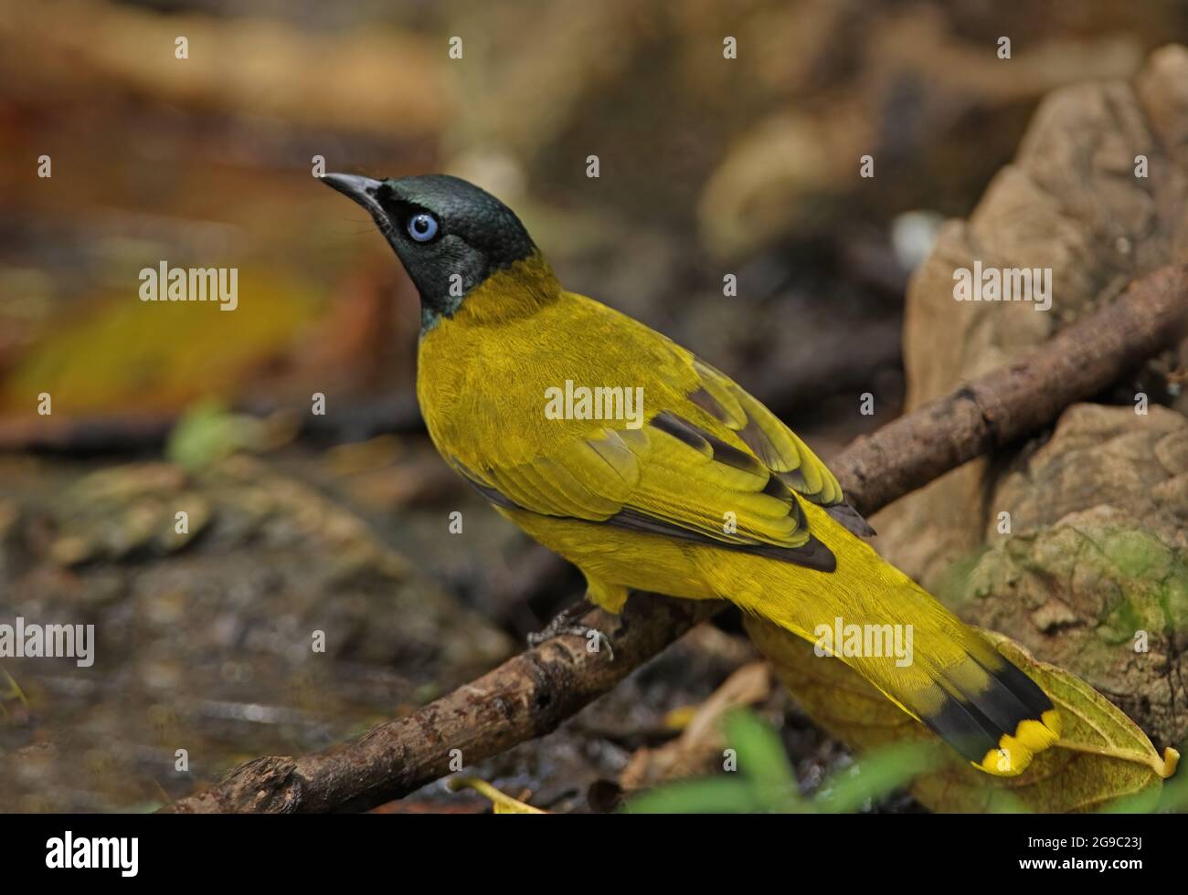 Bulbul à tête noire (Pycnonotus atriceps) adulte perchée dans l'eau Kaeng Kratchen, Thaïlande Janvier Banque D'Images