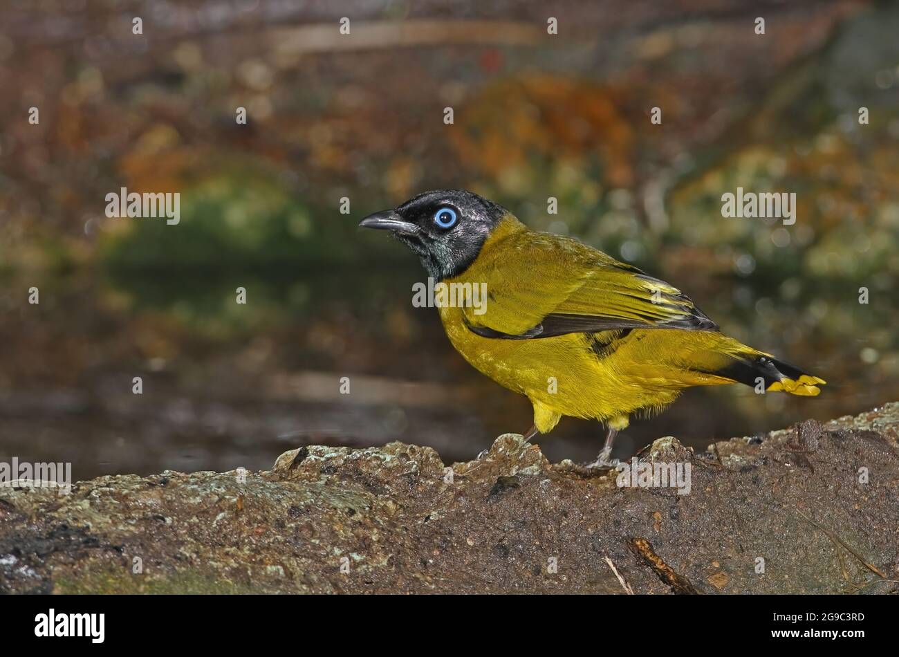 Bulbul à tête noire (Pycnonotus atriceps) adulte au trou d'eau Kaeng Krachen, Thaïlande Novembre Banque D'Images