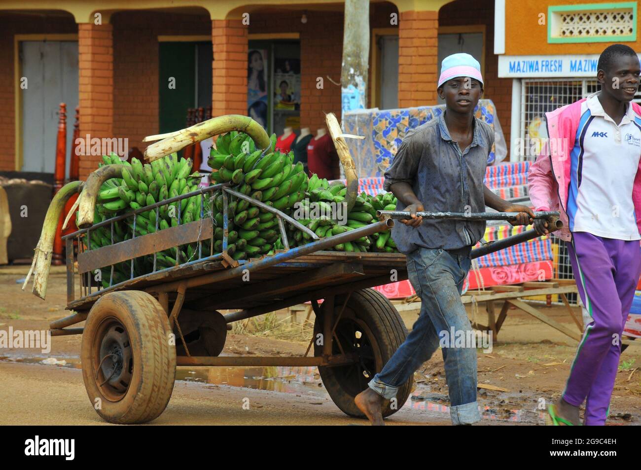 Un homme qui pousse un chariot transportant des bananes pour exportation de l'Ouganda à la frontière kenyane dans le district de Busia. Ouganda. Banque D'Images