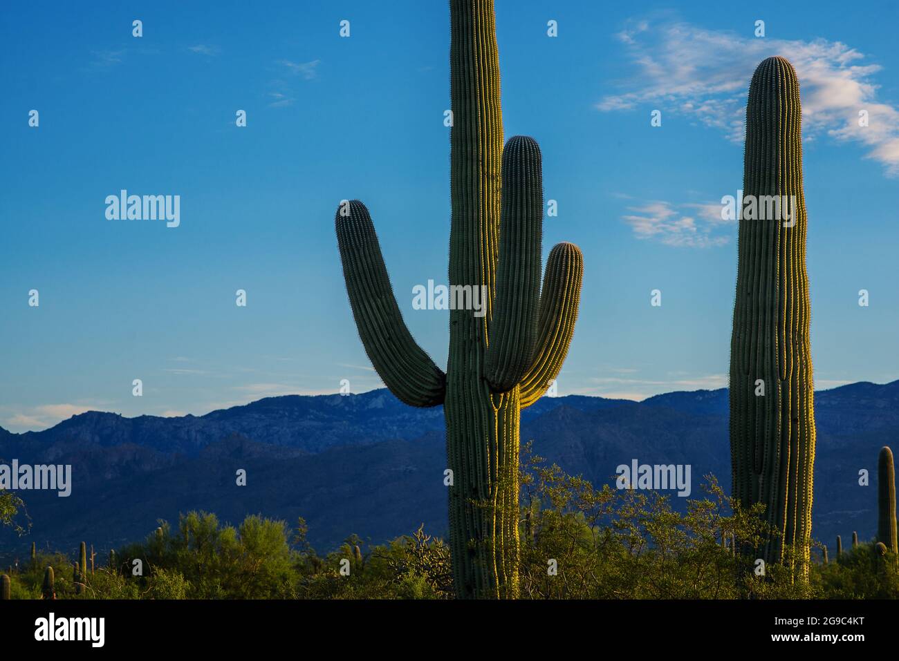 Le magnifique parc national de Saguaro en Arizona Banque D'Images