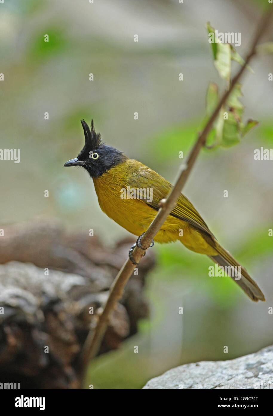 Bulbul à craché noir (Pycnonotus flaviventris xanthops) adulte perché sur une branche près de Kaeng Krachan, Thaïlande Février Banque D'Images