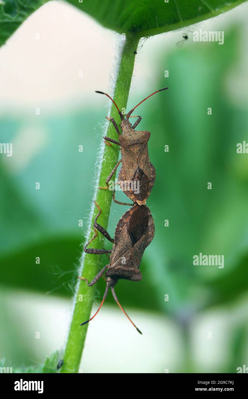 Dock bug, Lederwanze, Coreus marginatus, közönséges karimáspoloska, Hongrie, Magyarország, Europe Banque D'Images