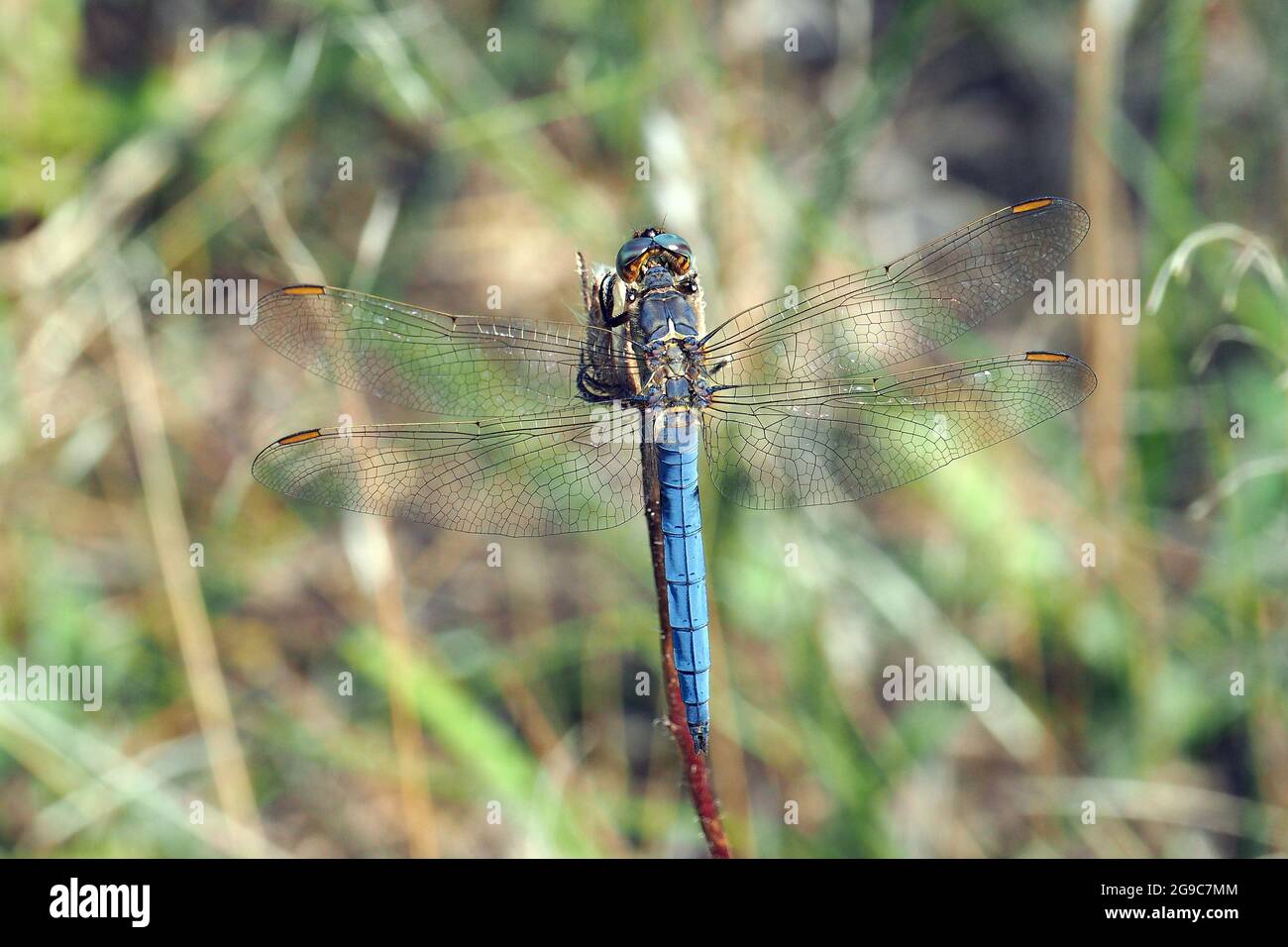 Skimmer à keeled, Kleiner Blaupfeil, Orthetrum coerulescens, karcsú pásztorszitakötő, Hongrie, Magyarország, Europe Banque D'Images