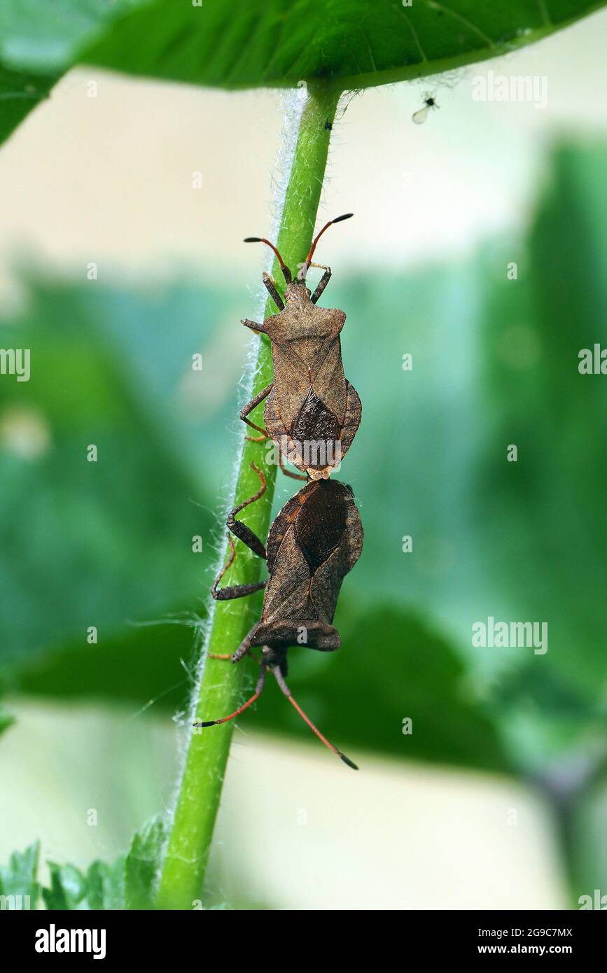 Dock bug, Lederwanze, Coreus marginatus, közönséges karimáspoloska, Hongrie, Magyarország, Europe Banque D'Images