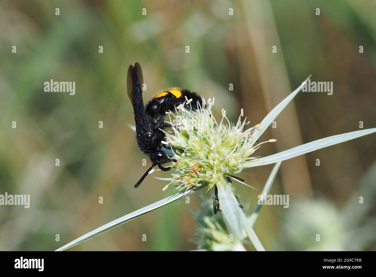 Wasp, Borstige Dolchwespe, Scolia hirta, sötétszárnyú tőrösdarázs, Hongrie, Magyarország, Europe Banque D'Images