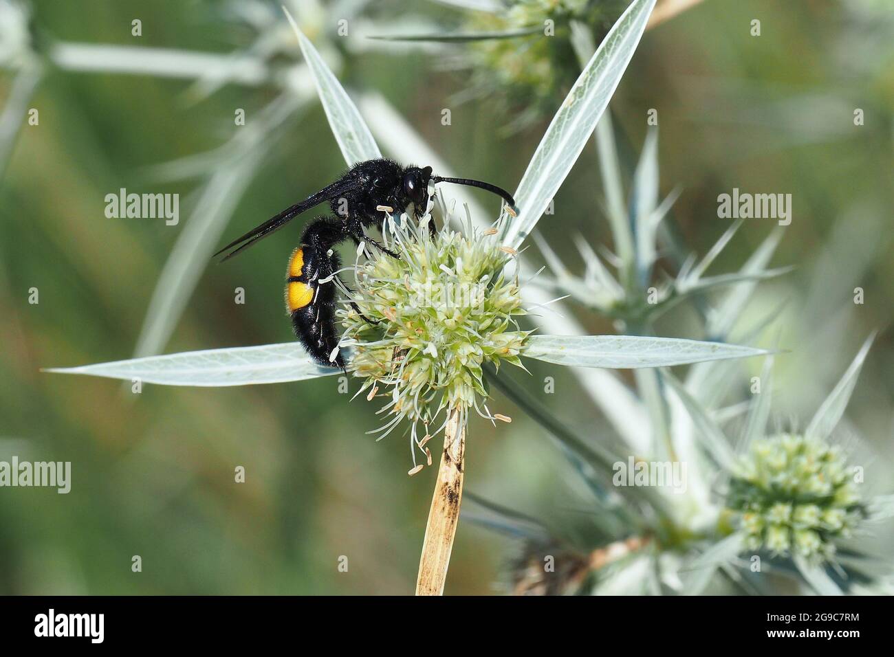 Wasp Scoliid Borstige Dolchwespe, femme,, Weibchen, Scolia hirta