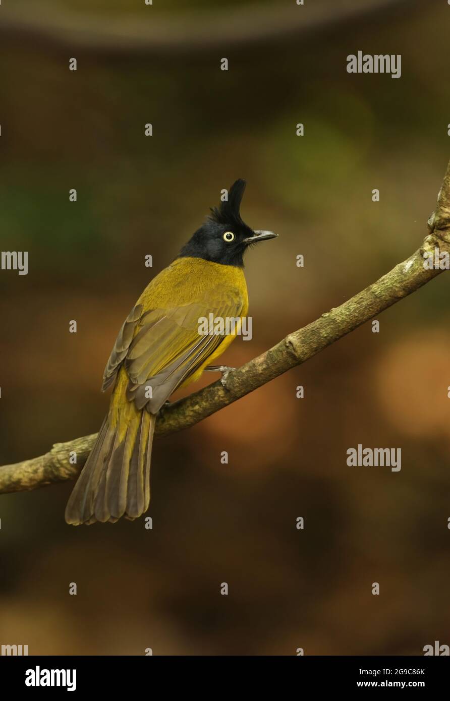 Bulbul à crattes noires (Pycnonotus flaviventris xanthops) adulte perché sur la branche près de Kaeng Krachan, Thaïlande Novembre Banque D'Images