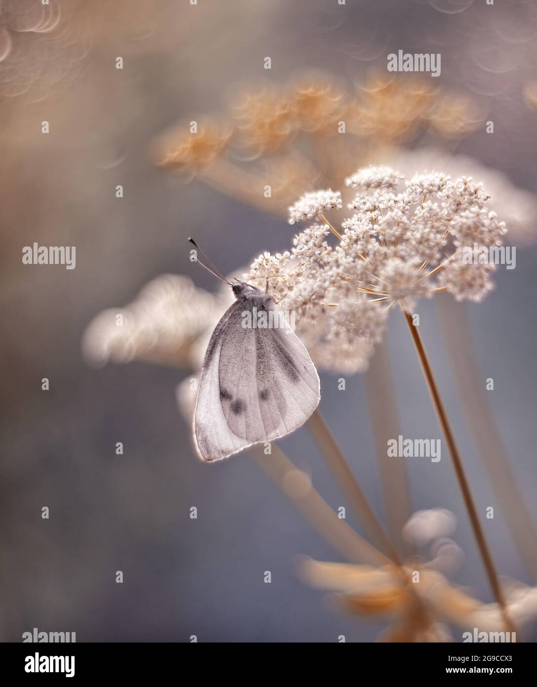 Macro papillon, grand papillon blanc sur le champ pré Banque D'Images